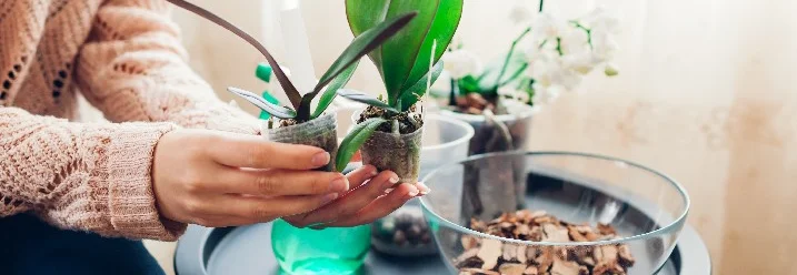 Person hält Orchideen über einem Tisch mit Gartenutensilien.